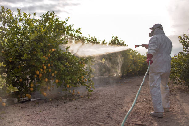 Best Affordable Pest Control Services  in Fort Irwin, CA
