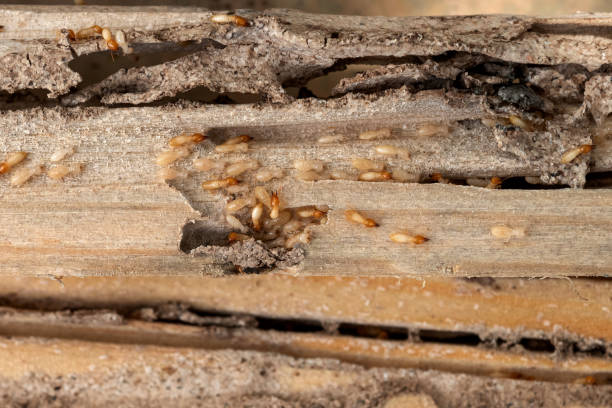 Best Bed Bug Extermination  in Fort Irwin, CA