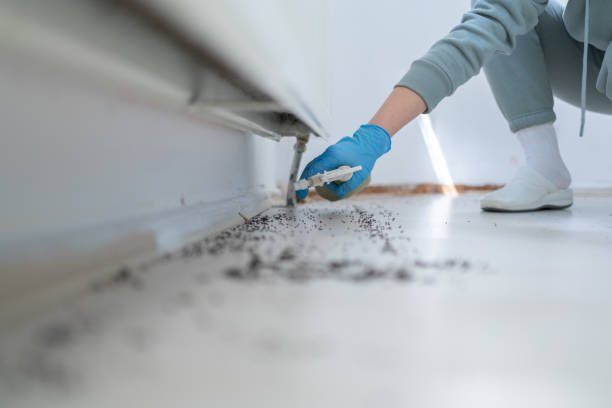 Best Residential Pest Control  in Fort Irwin, CA